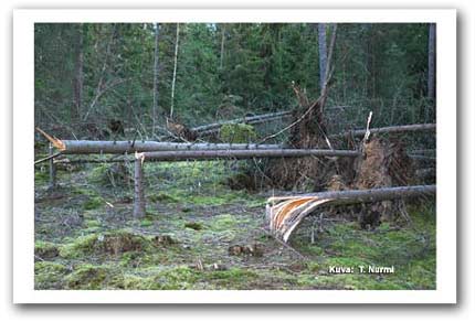 Päivän kuva 28.12.2011