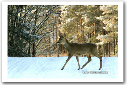 P�iv�n kuva 18.2.2012